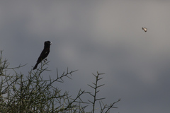 Euplectes albonotatus