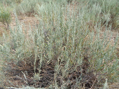 Artemisia spiciformis