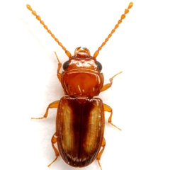 Laemophloeus terminalis