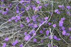 Dampiera linearis