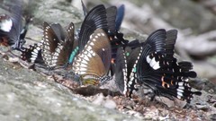 Papilio dravidarum