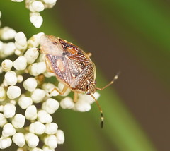 Anischys luteovarius