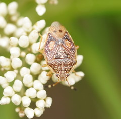 Anischys luteovarius