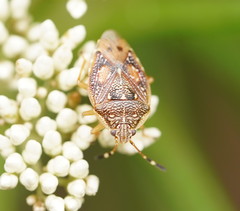 Anischys luteovarius