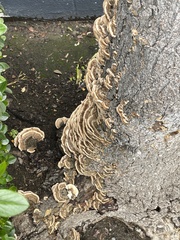 Trametes versicolor