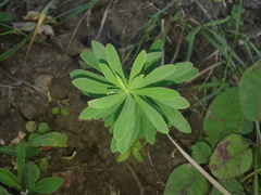 Euphorbia microcarpa