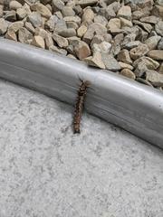 Dendrolimus punctata