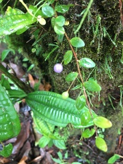 Sphyrospermum buxifolium