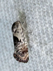 Eupselia carpocapsella