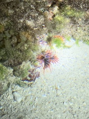 Pterois radiata
