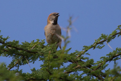 Passer rufocinctus