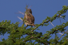 Passer rufocinctus