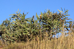 Banksia ashbyi