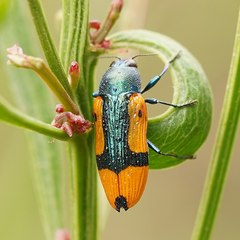 Castiarina skusei