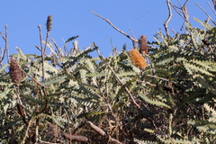 Banksia ashbyi