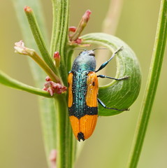 Castiarina skusei