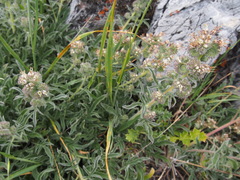 Phacelia imbricata