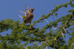 Passer rufocinctus
