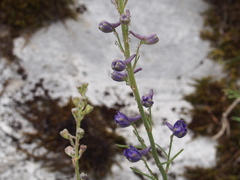 Delphinium decorum