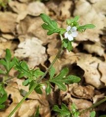 Nemophila parviflora