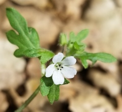 Nemophila parviflora