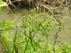 Cyperus cyperoides
