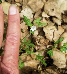 Nemophila parviflora