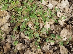 Nemophila parviflora