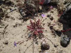 Gilia tenuiflora tenuiflora