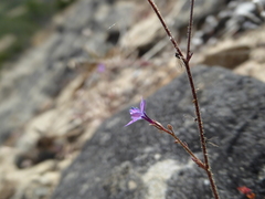 Gilia tenuiflora tenuiflora