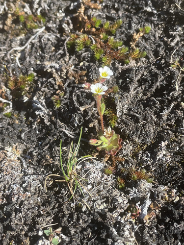 Image of Saxifraga adscendens by (c) rosaceae_roberts, some rights reserved (CC BY)