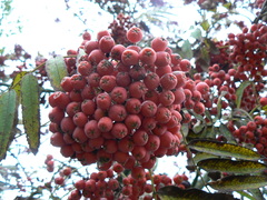 Sorbus aucuparia