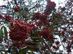 Sorbus aucuparia