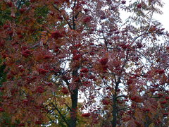 Sorbus aucuparia