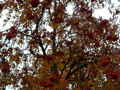 Sorbus aucuparia
