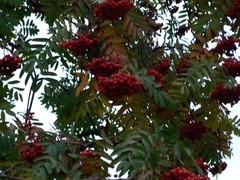 Sorbus aucuparia
