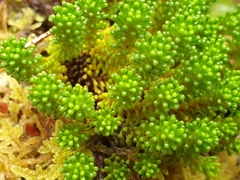 Phyllachne clavigera