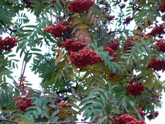 Sorbus aucuparia