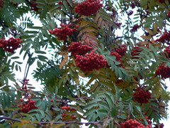 Sorbus aucuparia