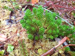 Phyllachne clavigera