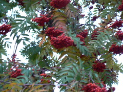 Sorbus aucuparia