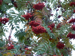 Sorbus aucuparia