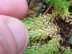Phyllachne clavigera