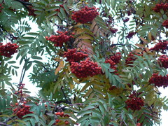Sorbus aucuparia