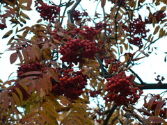 Sorbus aucuparia