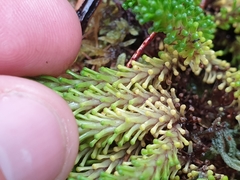 Phyllachne clavigera