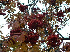 Sorbus aucuparia