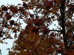 Sorbus aucuparia