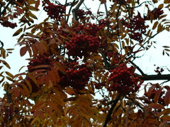 Sorbus aucuparia