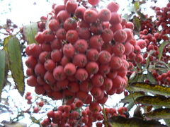 Sorbus aucuparia